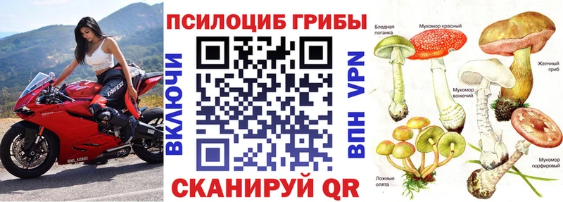 kraken   Енисейск  Галлюциногенные грибы MAGIC MUSHROOMS 